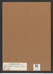 Triceratium nitidum Grev. (de-Toni-Nr.: Genus 140, Species 3979) Zeichnungen Sammlung Grunow Mappe 03977 (Herbarium_W_Grunow_drawings_Folder_03977)